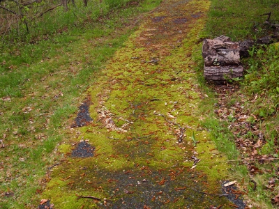 [Moss covering the walkway.]